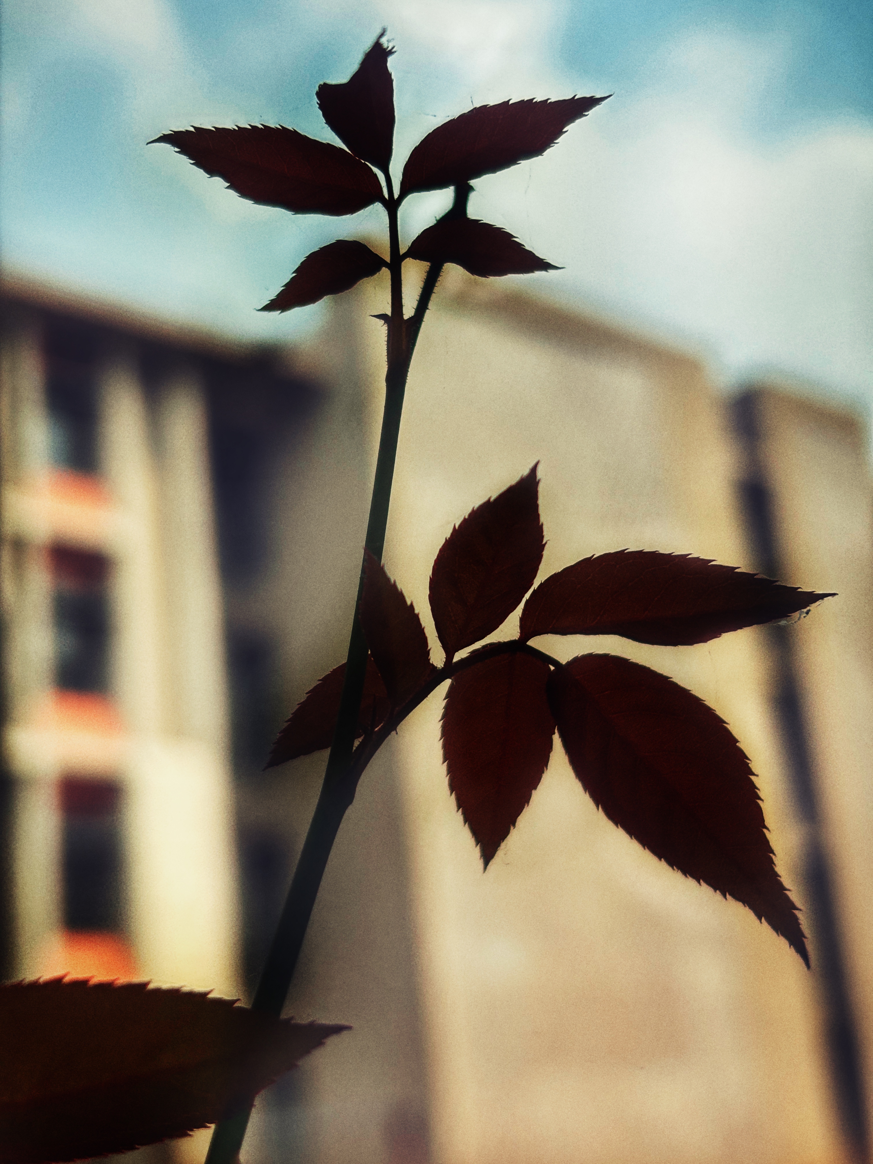 Photography sample